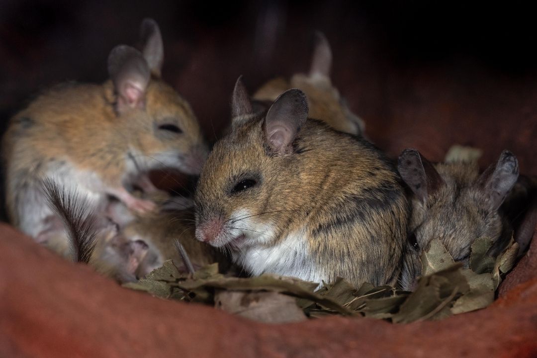 detect a mouse nest