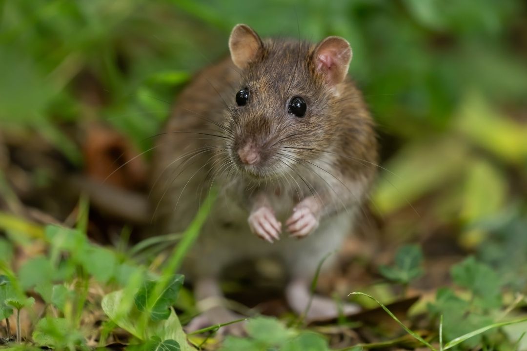 where mice nest in your yard