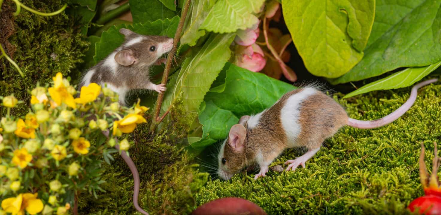 why mice are attracted to your yard