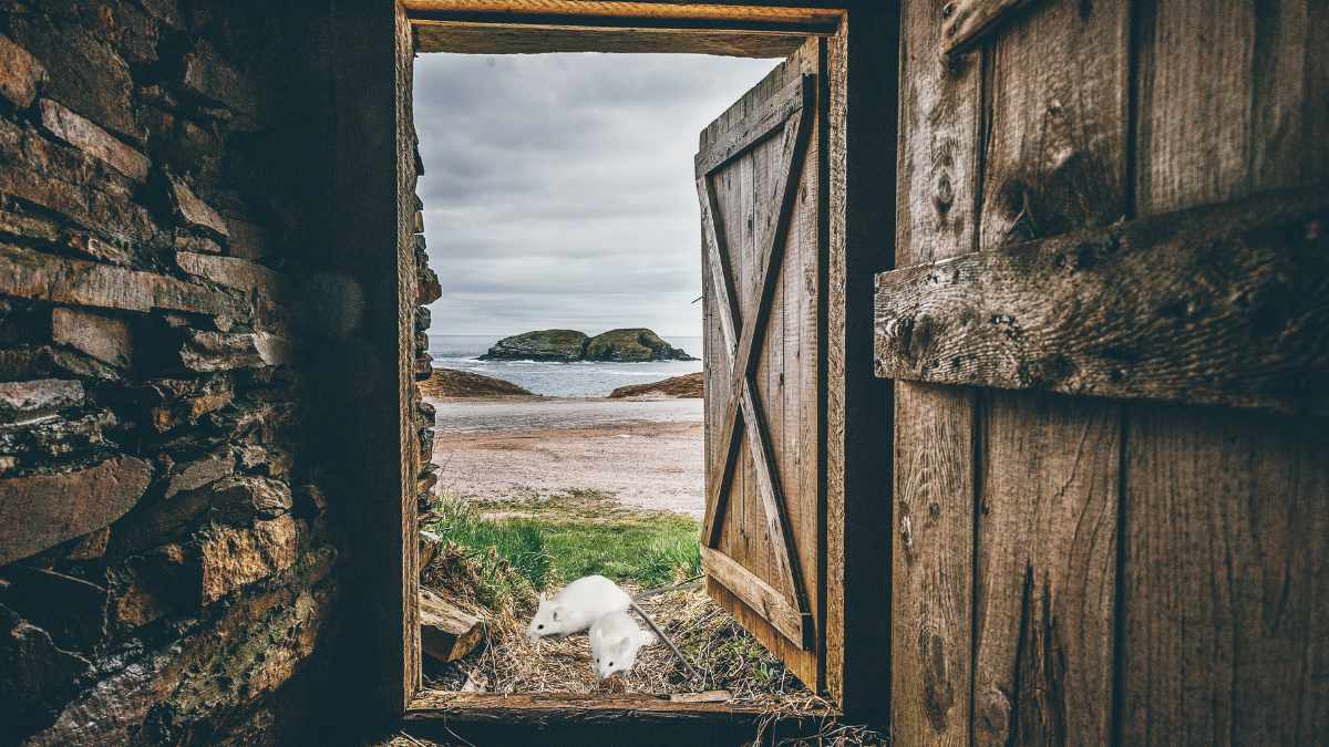 why mice eat the grass seed in your shed
