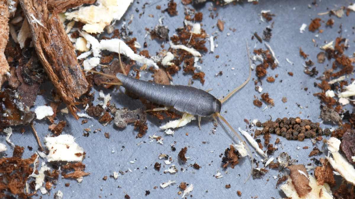 ways to use black pepper to keep silverfish away