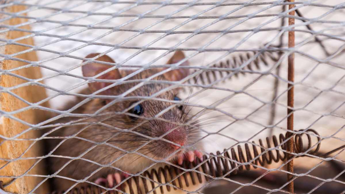 mouse traps to remove mice from your kitchen