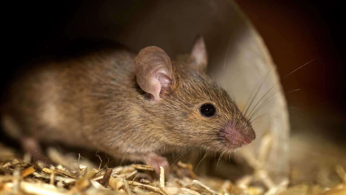 ways to get rid of mice in your compost