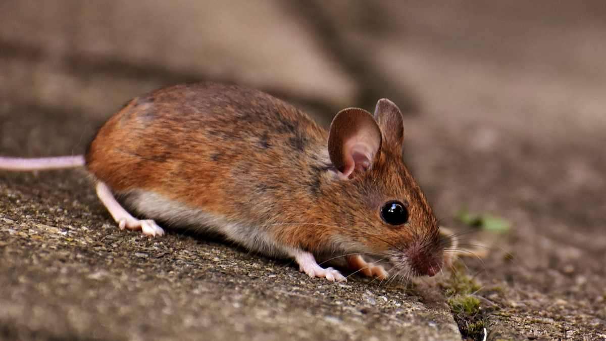 signs that you have mice on your deck