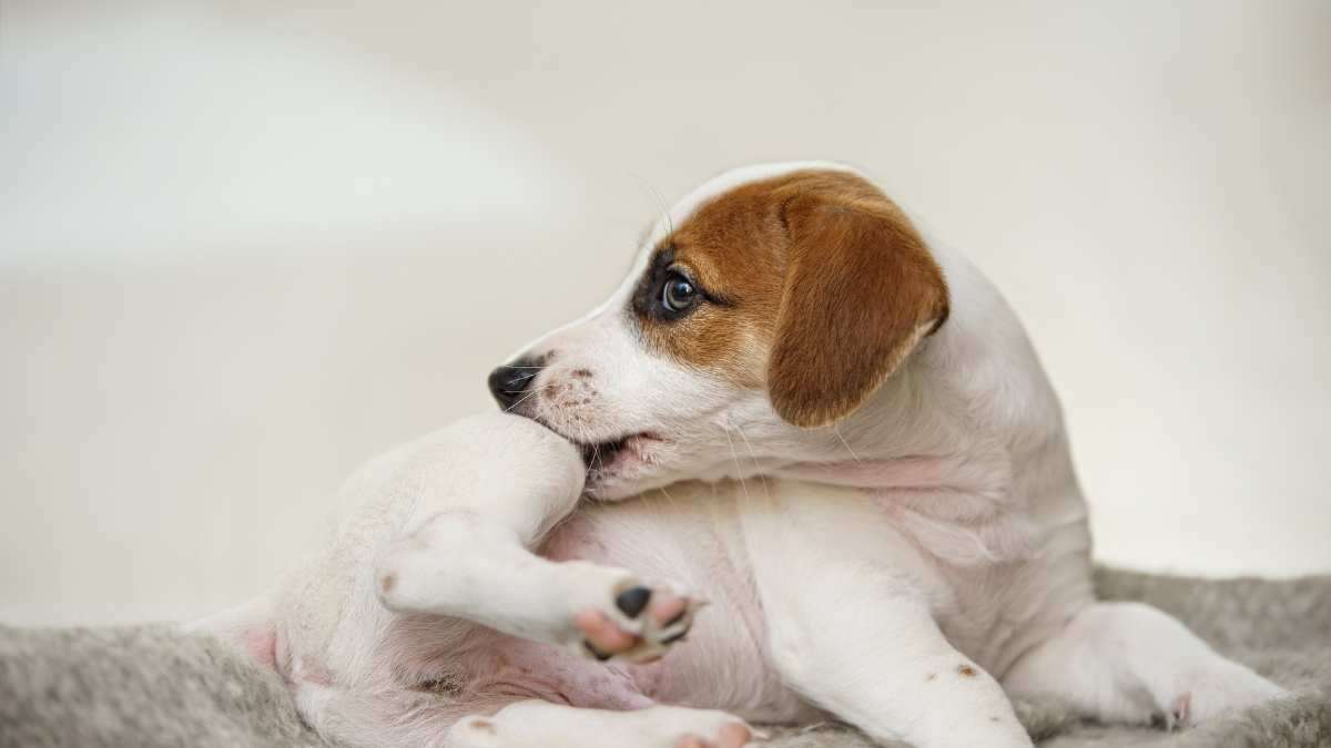 why fleas won’t leave on their own