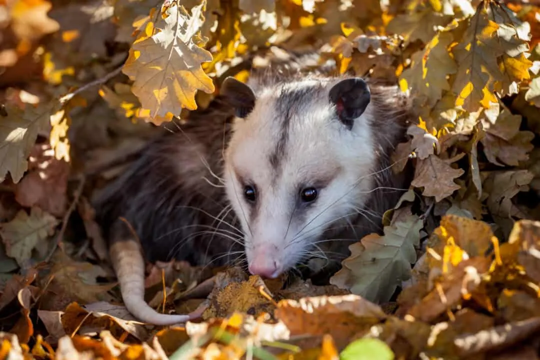 where do opossums go during the day