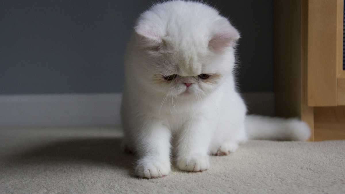 Pet-Safe Pest Control - cute cat