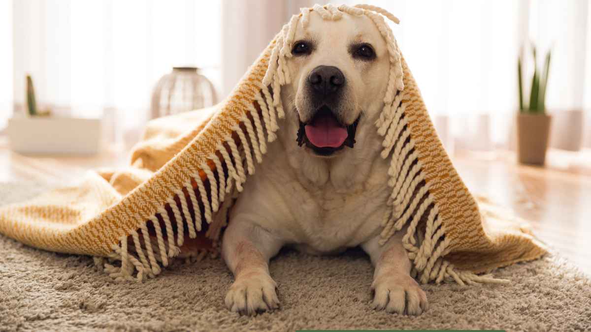 Pet-safe pest control -cute dog with bed sheet on head