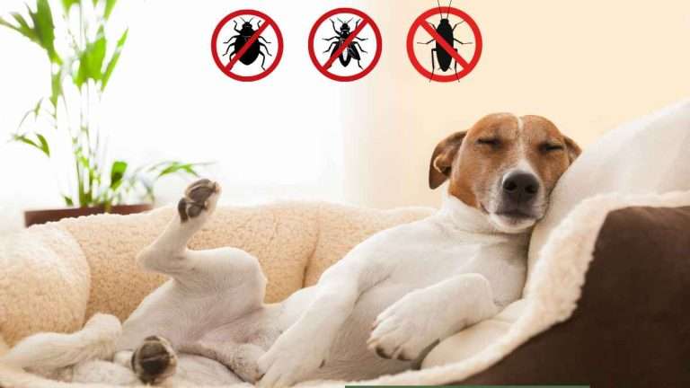 Pet-Safe Pest Control