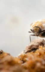 best carpet beetle sprays
