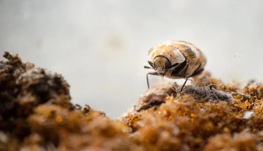 best carpet beetle sprays