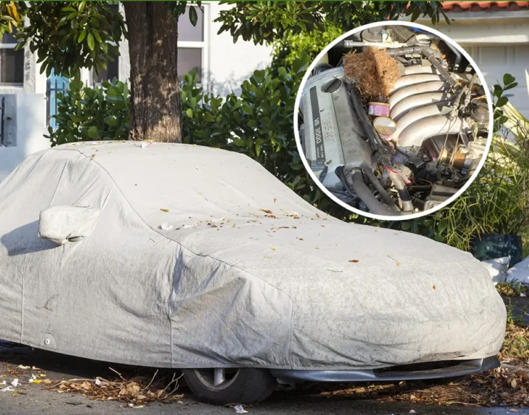 Pest Control For Car Owners: How To Keep Pests Out Of Your Vehicle