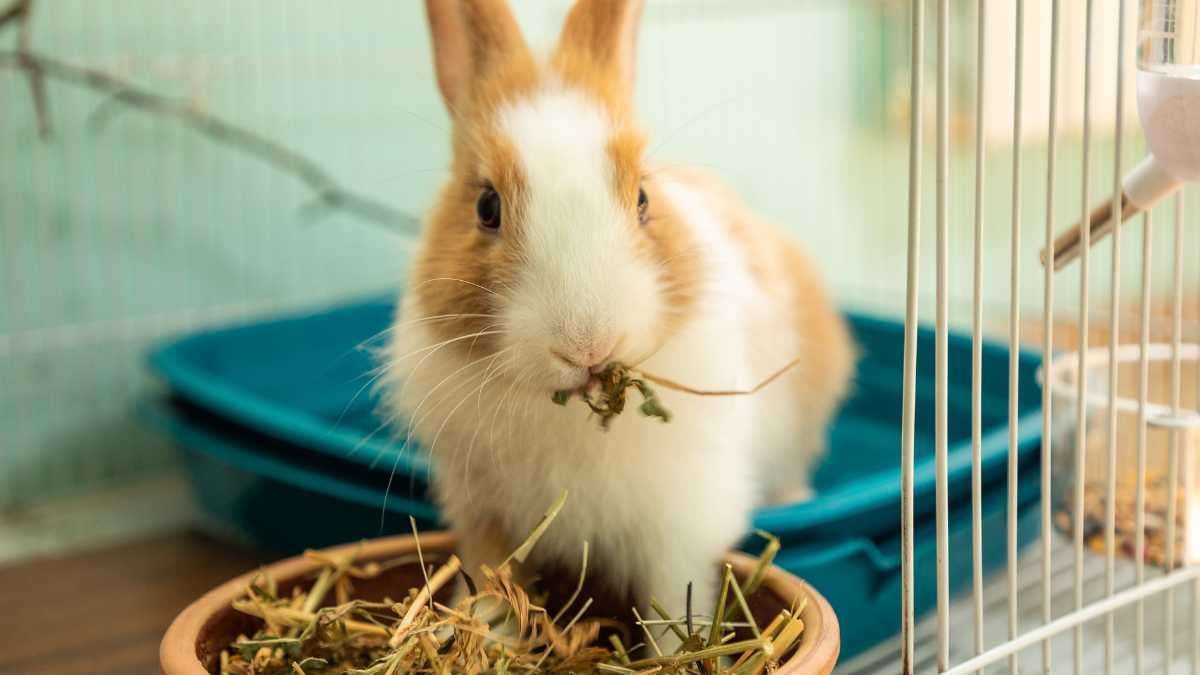 pet-safe pest control - rabbit eating