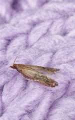 scents that repel moths