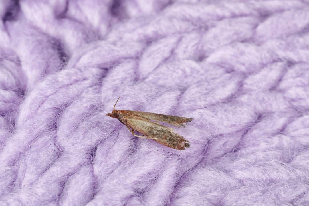 scents that repel moths