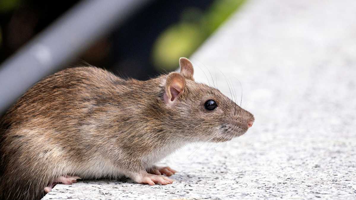 Why vinegar rat repellents work