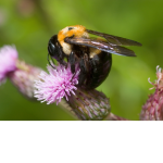 can carpenter bees sting - bee on pink flower