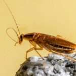 do cockroaches make noise
