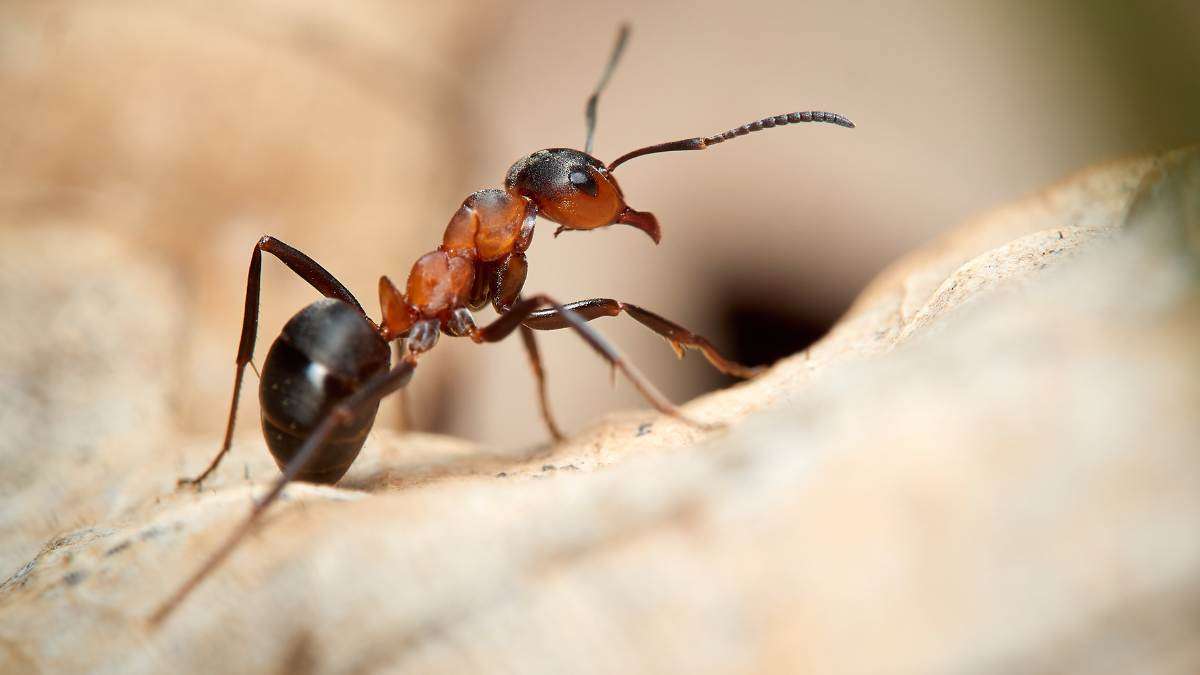 An specie (Formica rufa)
