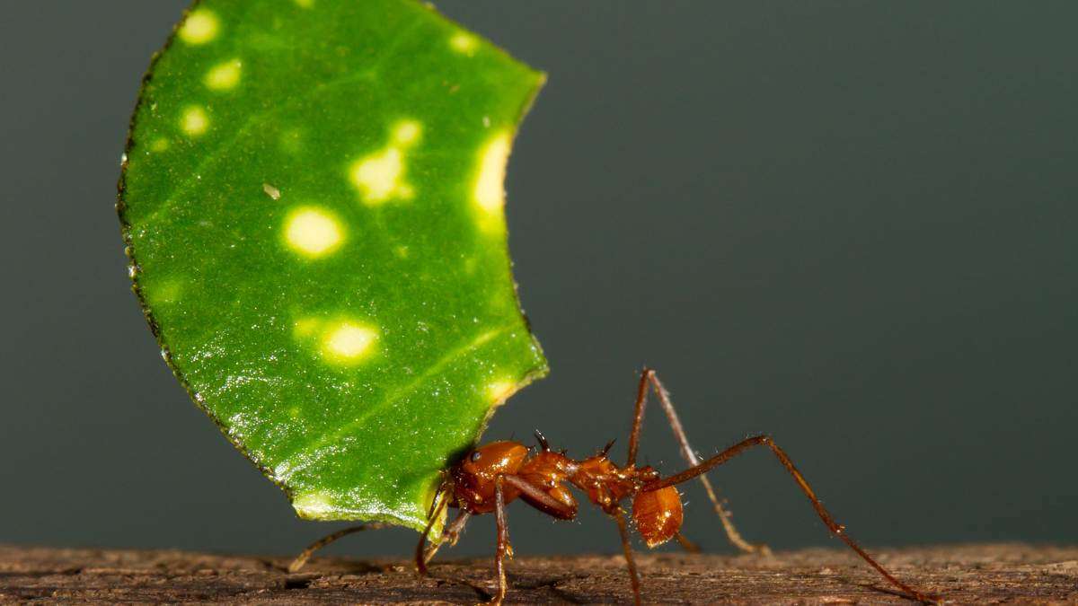 Ants can lift heavy objects