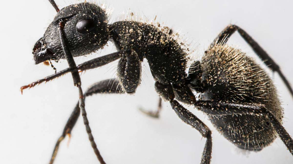 Ants don't have bone
