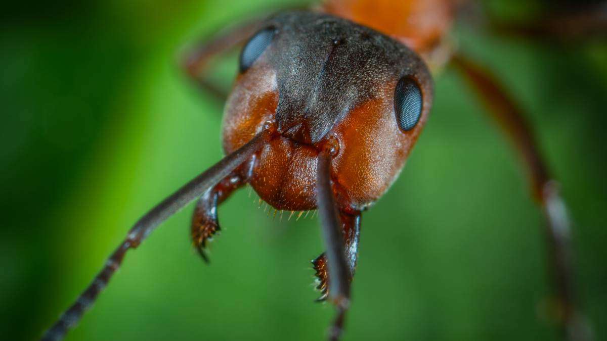 Ants use antennae to smell wtih