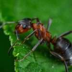 Do ants have hearts