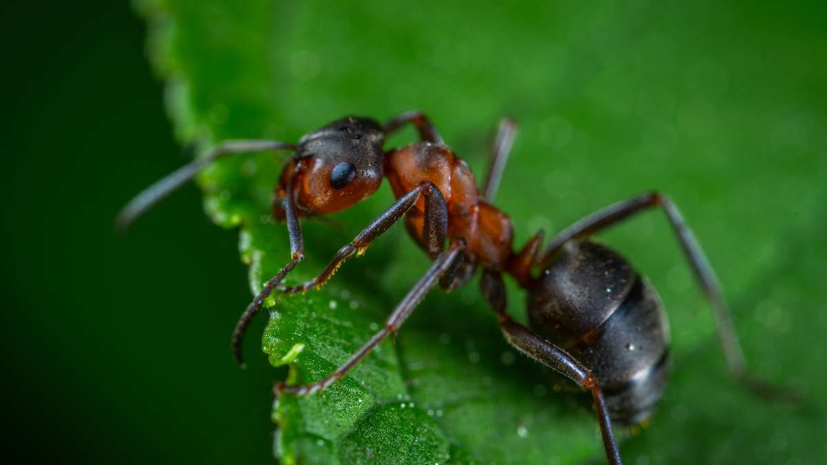 Do ants have hearts