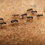 what eats ants in home