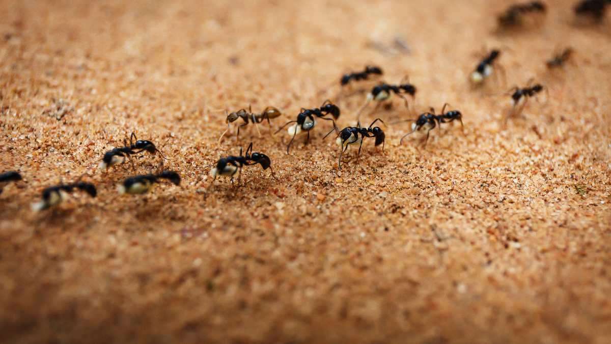 what eats ants in home