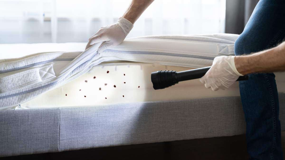 What kills bed bugs