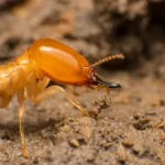 Swarming termites
