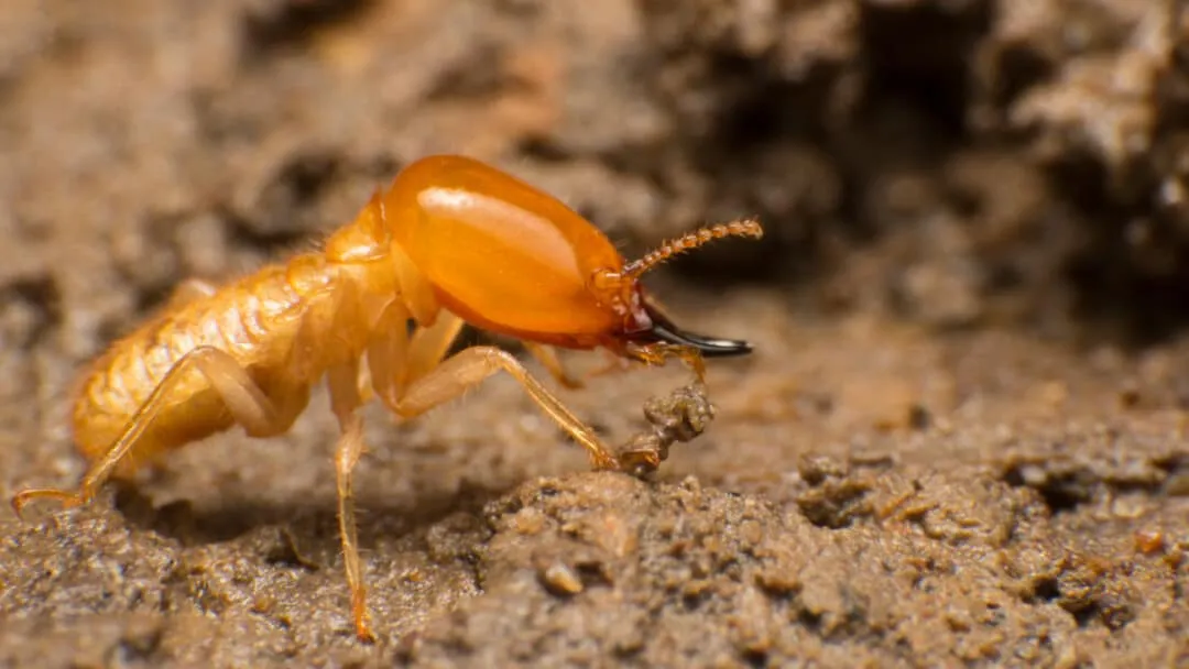 Swarming termites