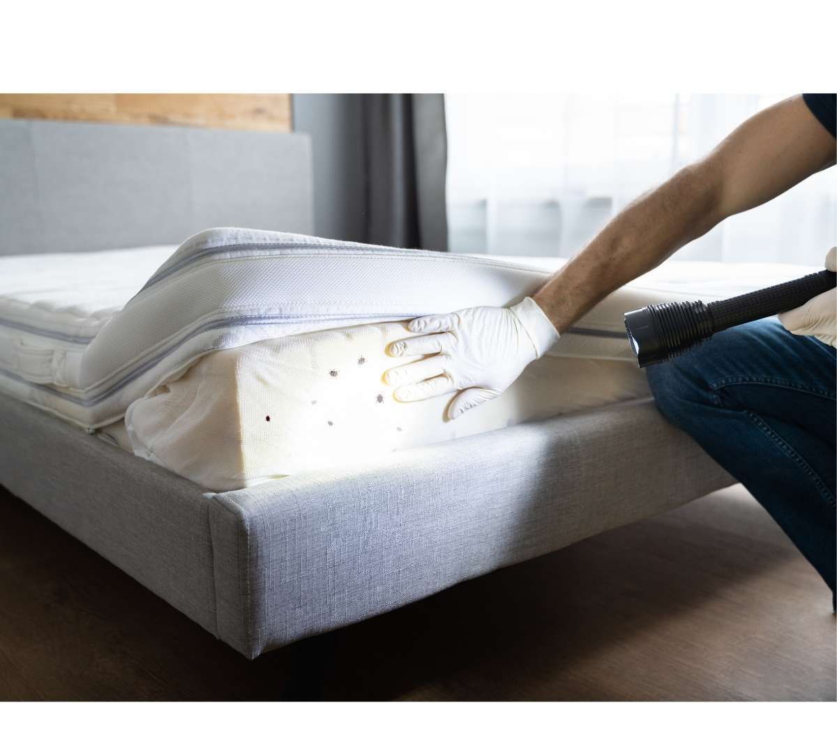 how to find bed bugs in mattress