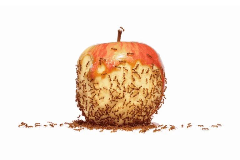 will ants go away if there is no food