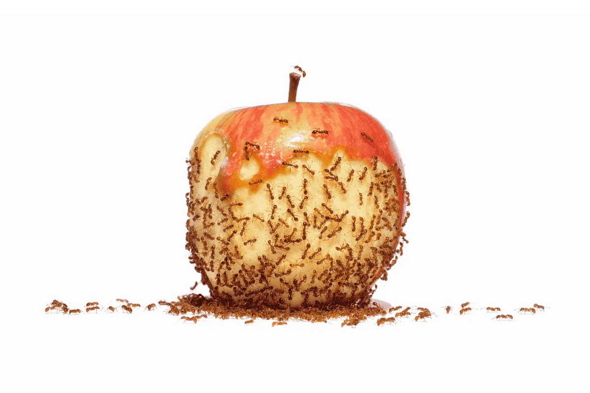 will ants go away if there is no food