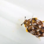 Carpet bugs