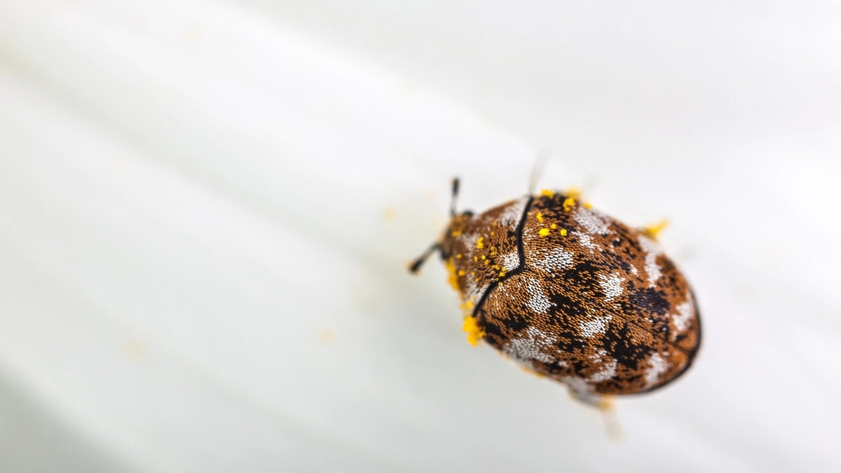 Carpet bugs