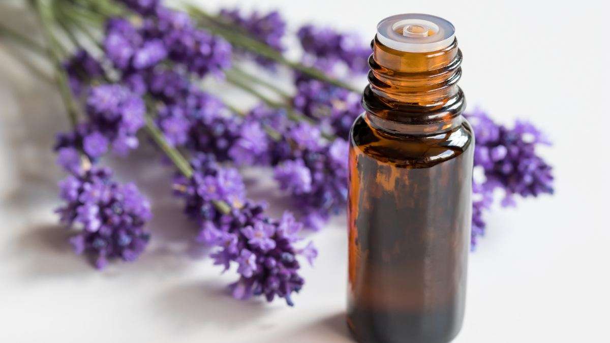 Carpet bugs - Lavender oil as bug repellent