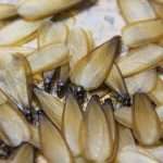 Termites with wings - winged termite