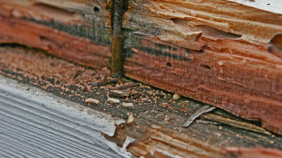Termites with wings - Infestation