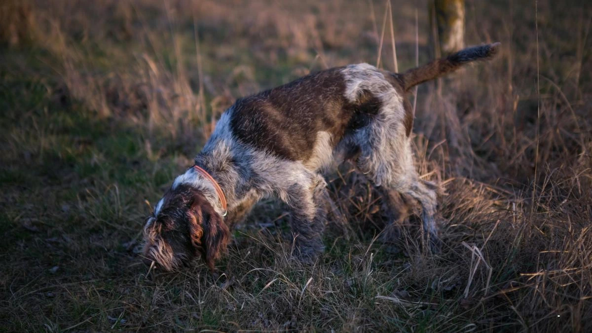 Preventing Ticks On Dogs: 4 Simple Steps To Repel Ticks 5 Ticks on dogs - habitat modification