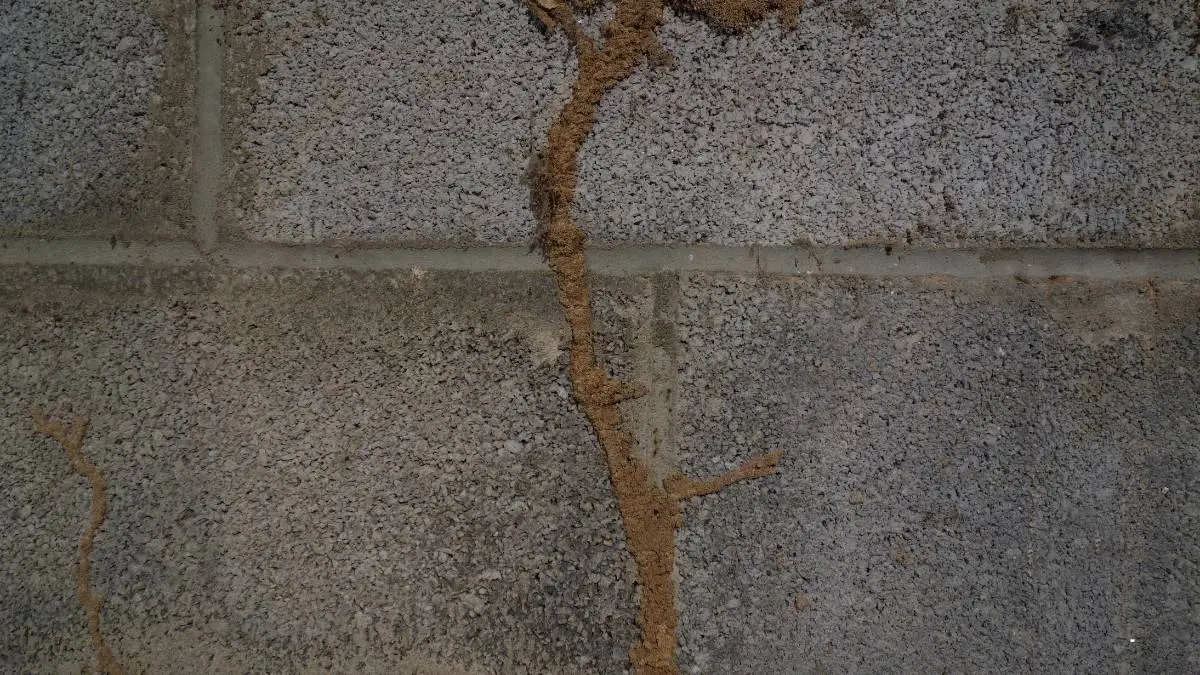 Termite mud tubes