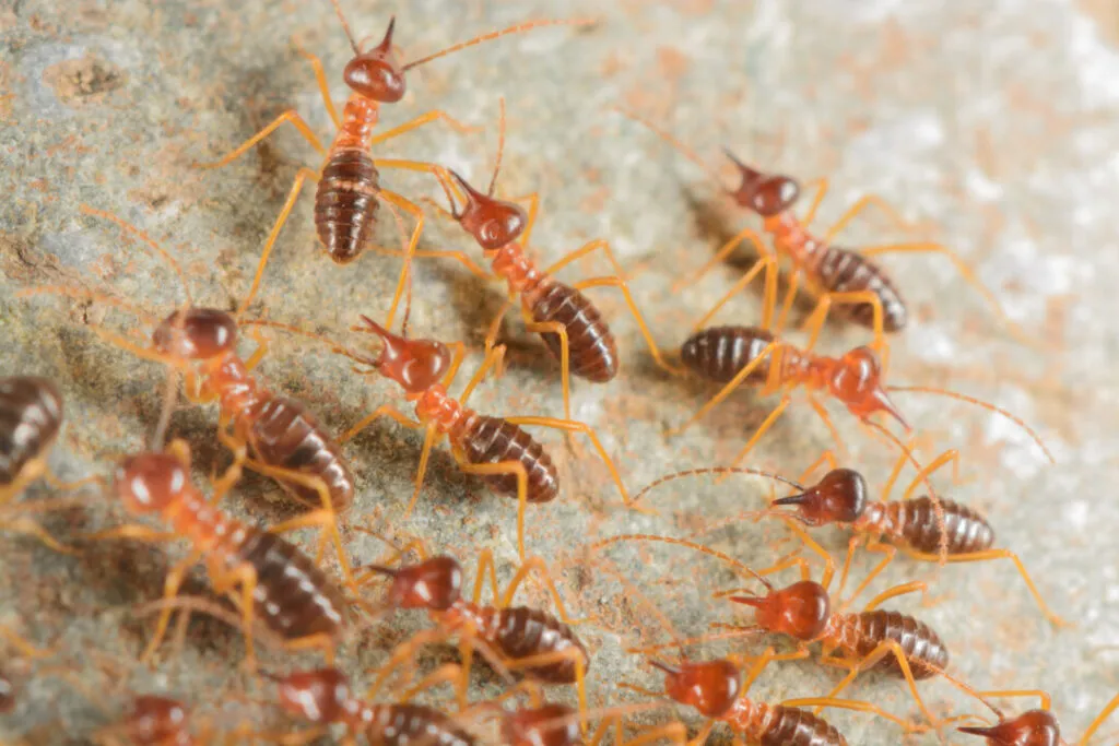 Termites in soil - Migration