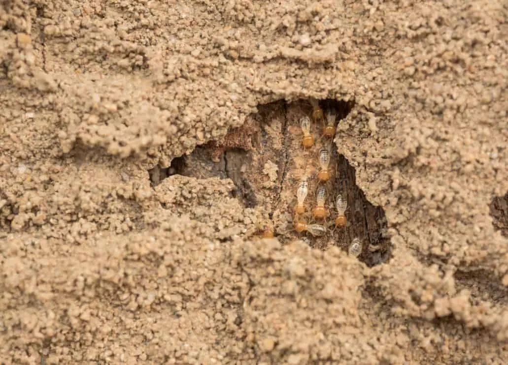 Termites in old wood