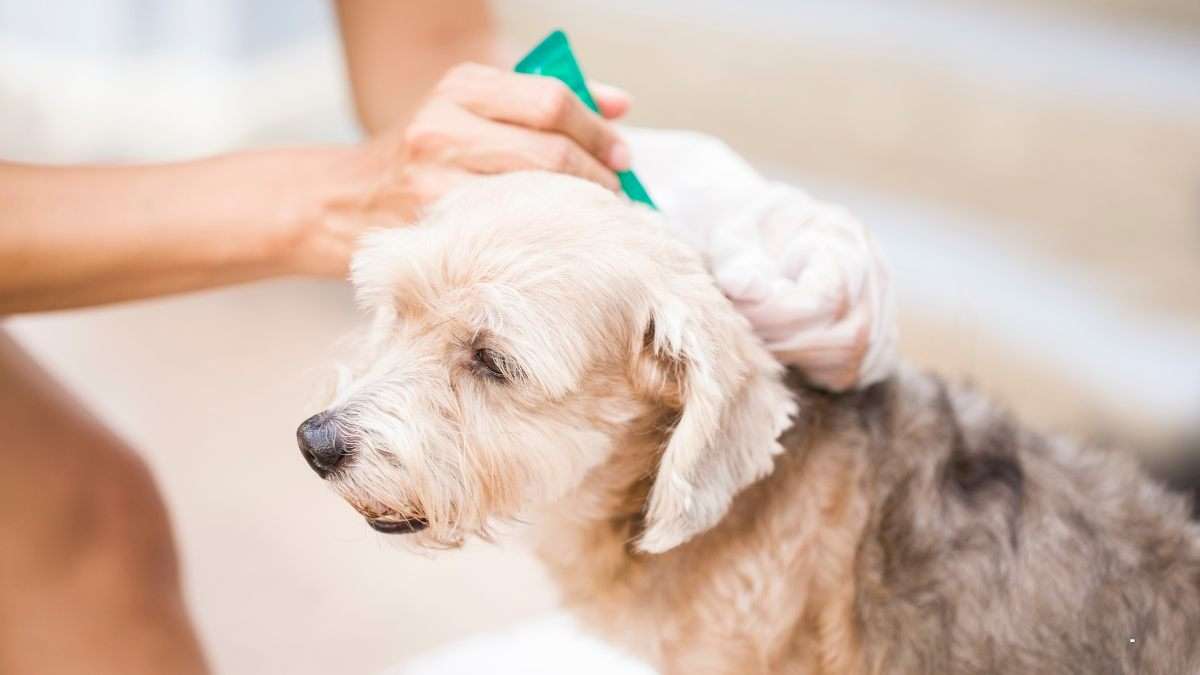 Preventing Ticks On Dogs: 4 Simple Steps To Repel Ticks 1 Ticks on dogs - preventives