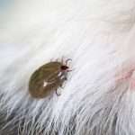Ticks on dogs