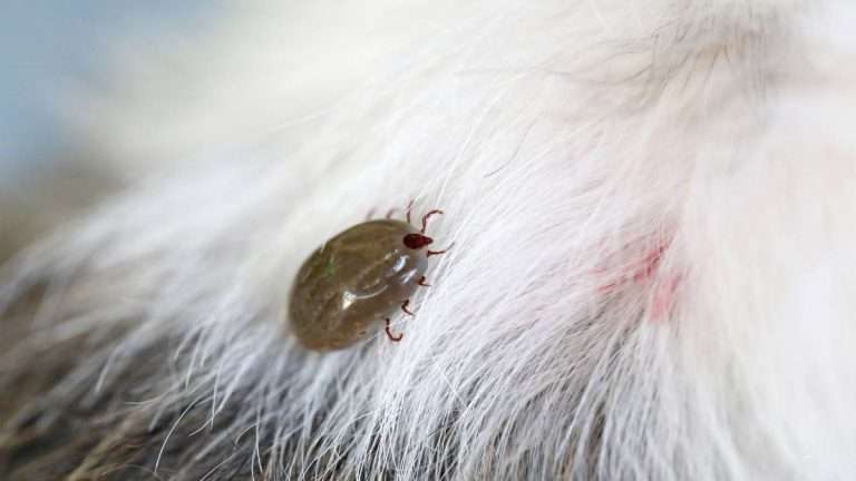 Ticks on dogs
