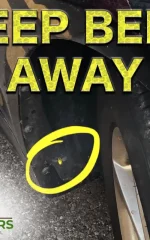 natural bee deterrent for your car