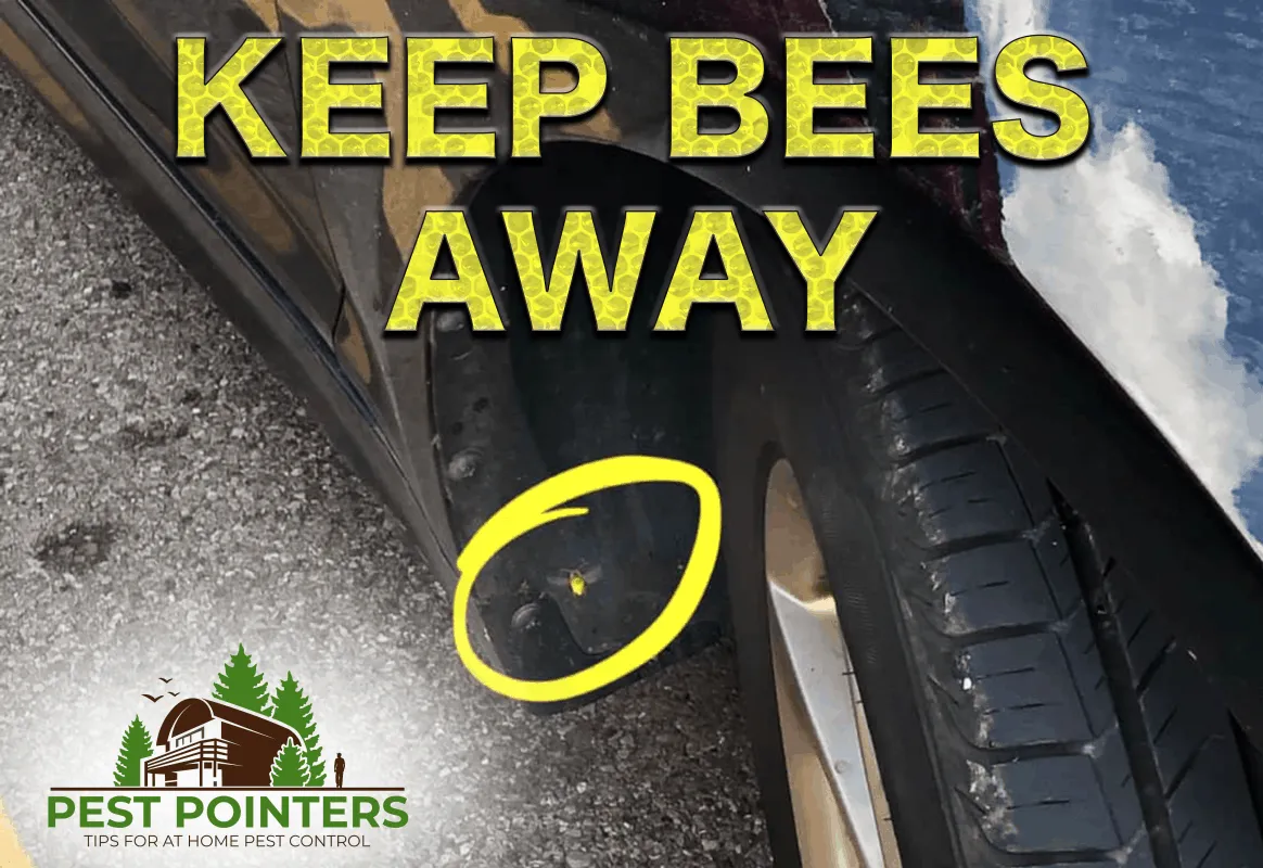 natural bee deterrent for your car